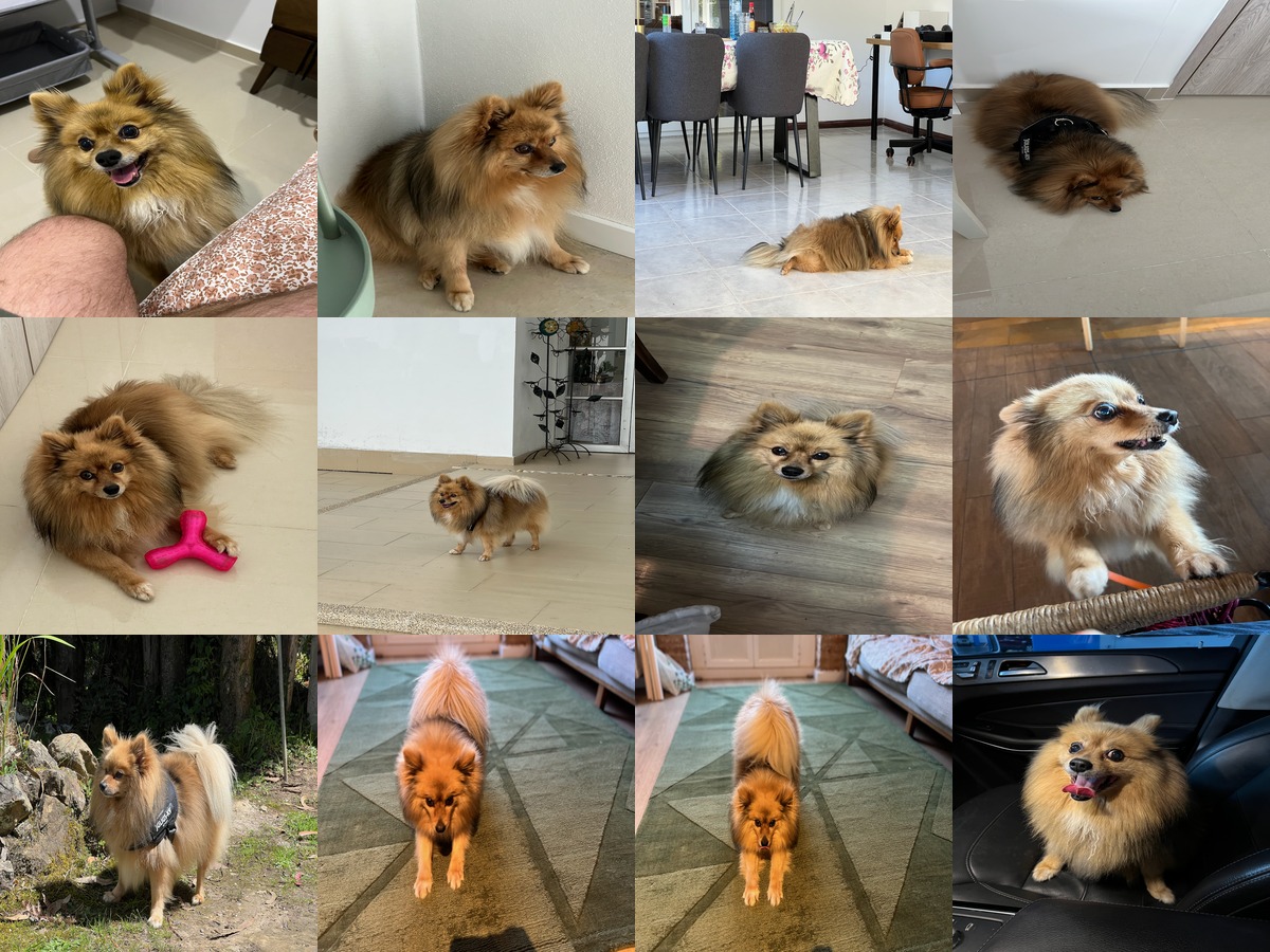 12 of the 24 training photos — varied poses, lighting, backgrounds