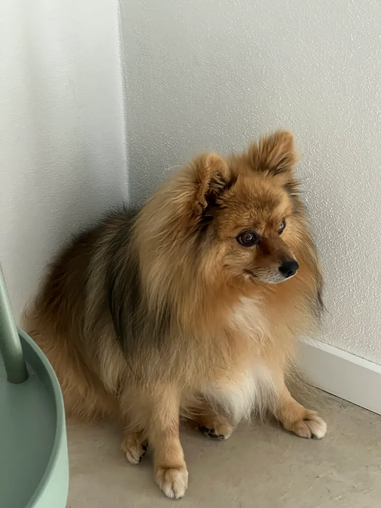 Reference photo of Maxi, a golden-brown Pomeranian with a white chest