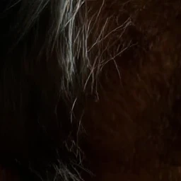 Cropped region at original resolution